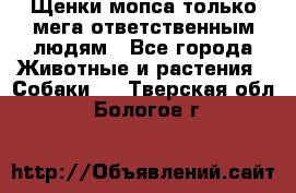 Щенки мопса только мега-ответственным людям - Все города Животные и растения » Собаки   . Тверская обл.,Бологое г.